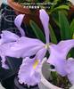 Cattleya maxima coerulea Dennis